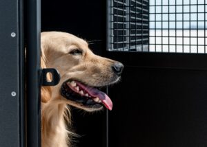 Elite Kennels Inc | Superior Dog Training & Training Facility Products